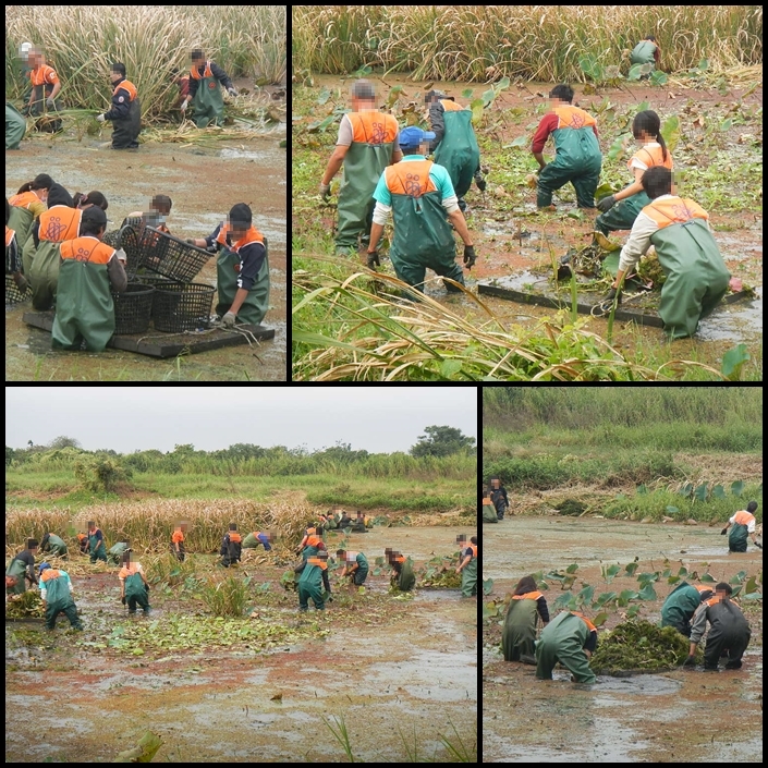 107.12月與臺南市野鳥學會水雉生態教育園區共同辦理 「攜手維護水雉棲地」社會勞動專案