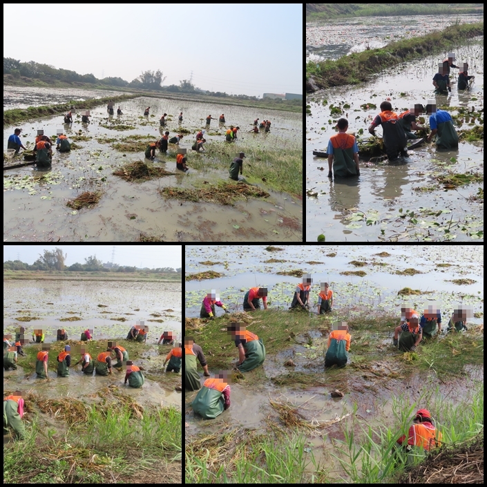 108.02月與臺南市野鳥學會水雉生態教育園區共同辦理 「攜手維護水雉棲地」社會勞動專案