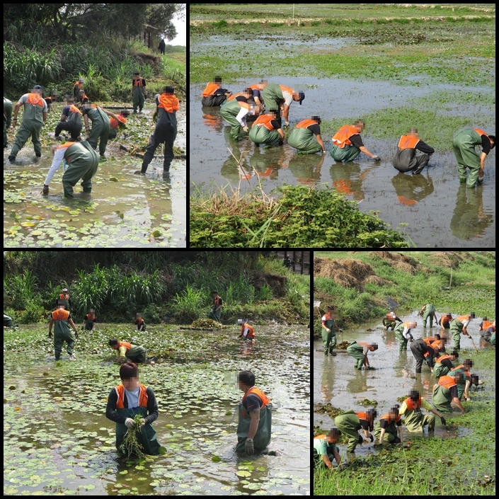 108.03月與臺南市野鳥學會水雉生態教育園區共同辦理 「攜手維護水雉棲地」社會勞動專案